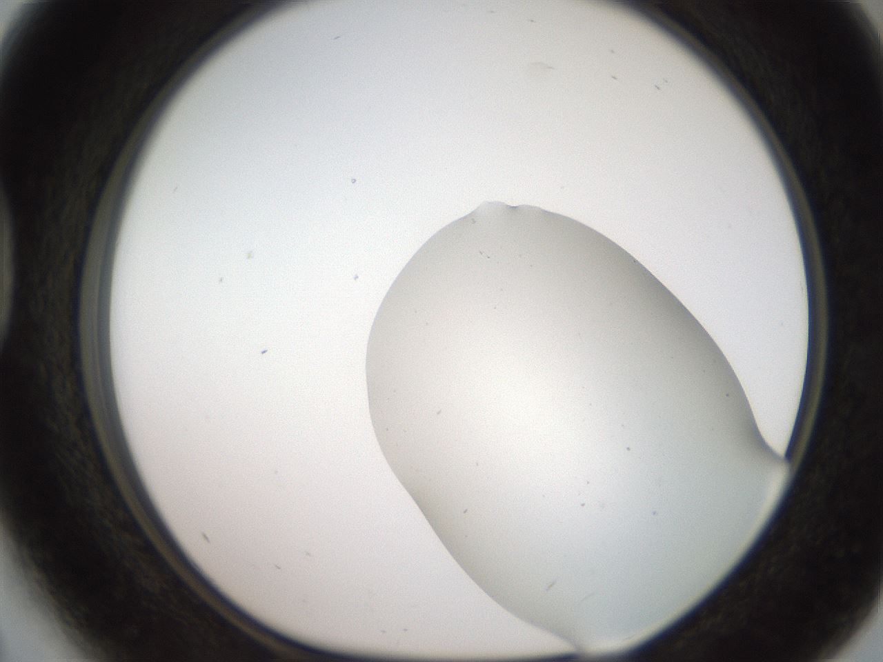 folderID563_plateID2563_batchID13021_wellNum41_profileID1_d1_r195313_ef.jpg