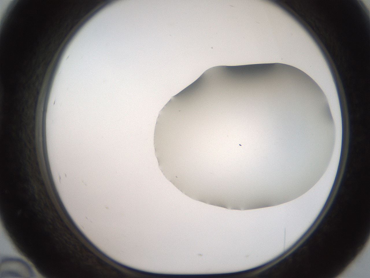 folderID563_plateID2563_batchID13021_wellNum46_profileID1_d1_r195318_ef.jpg