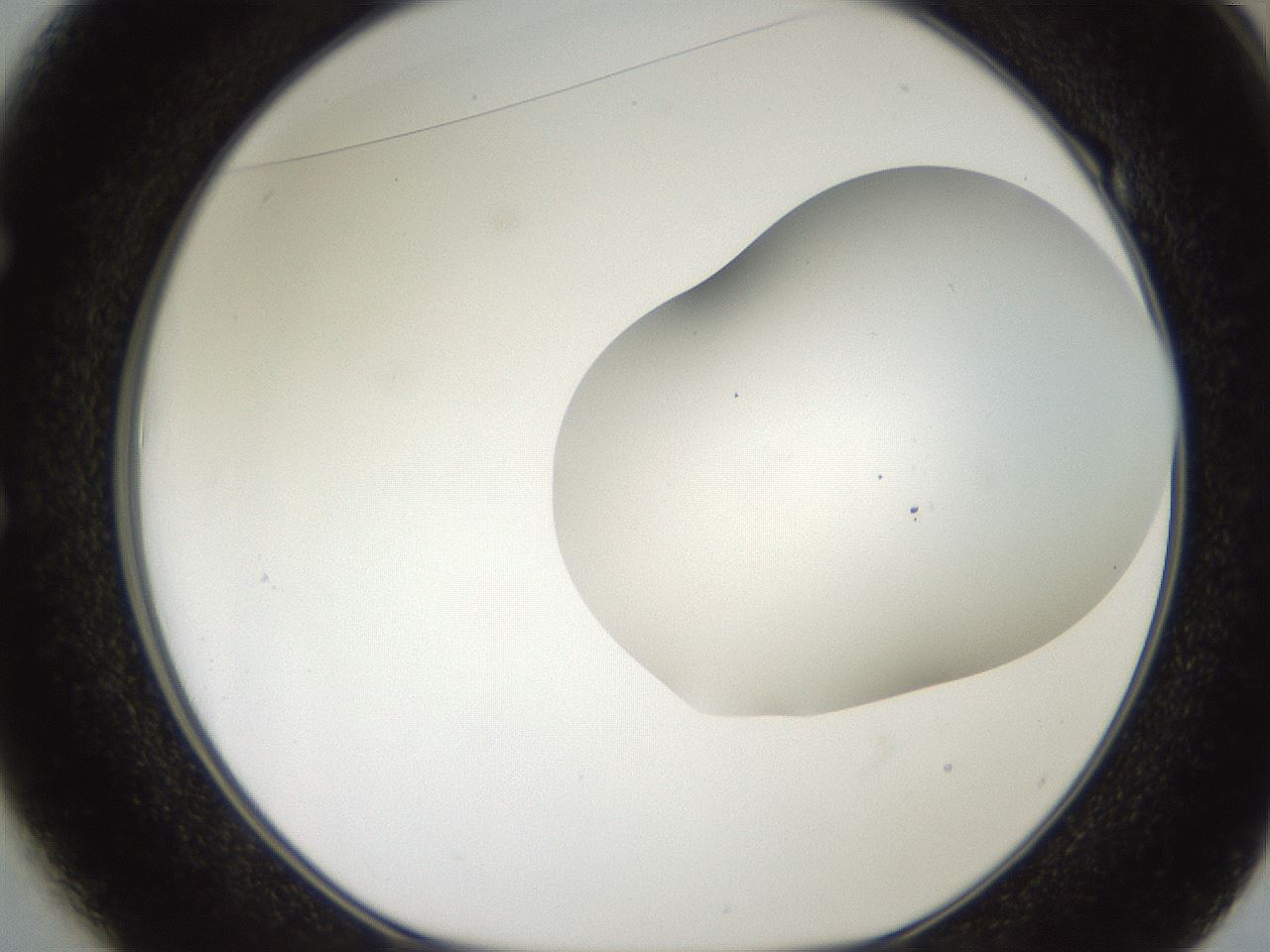 folderID563_plateID2563_batchID13021_wellNum49_profileID1_d1_r195321_ef.jpg