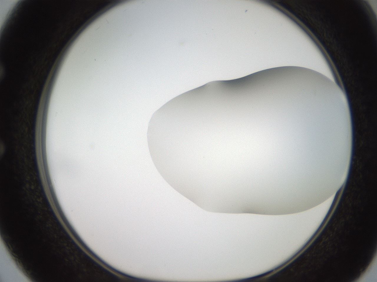 folderID563_plateID2563_batchID13021_wellNum50_profileID1_d1_r195322_ef.jpg