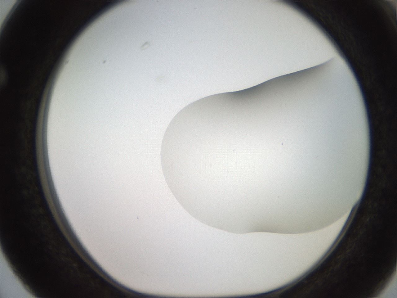 folderID563_plateID2563_batchID13021_wellNum63_profileID1_d1_r195335_ef.jpg