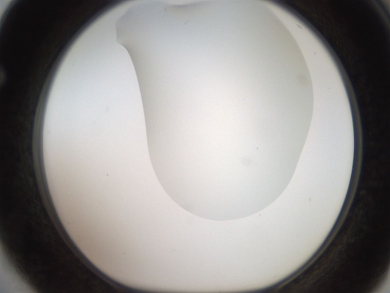 folderID563_plateID2563_batchID13021_wellNum64_profileID1_d1_r195336_ef.jpg