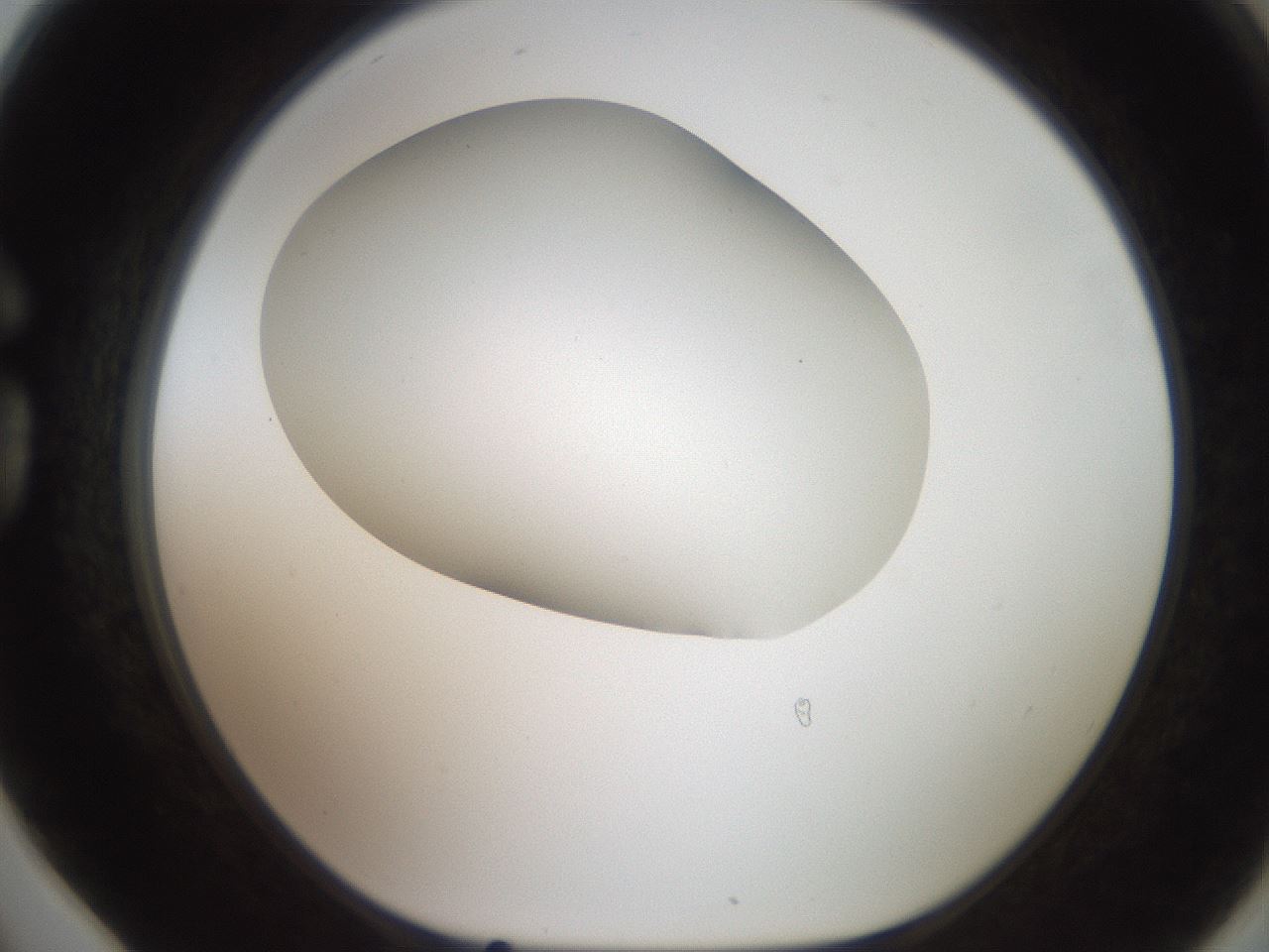 folderID563_plateID2563_batchID13021_wellNum78_profileID1_d1_r195350_ef.jpg