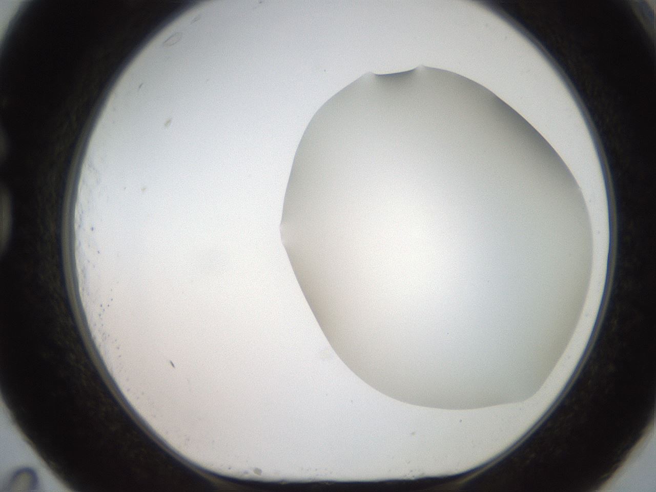 folderID563_plateID2563_batchID13021_wellNum83_profileID1_d1_r195355_ef.jpg