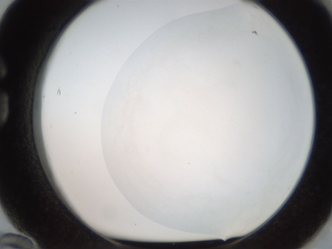 folderID563_plateID2563_batchID13021_wellNum84_profileID1_d1_r195356_ef.jpg