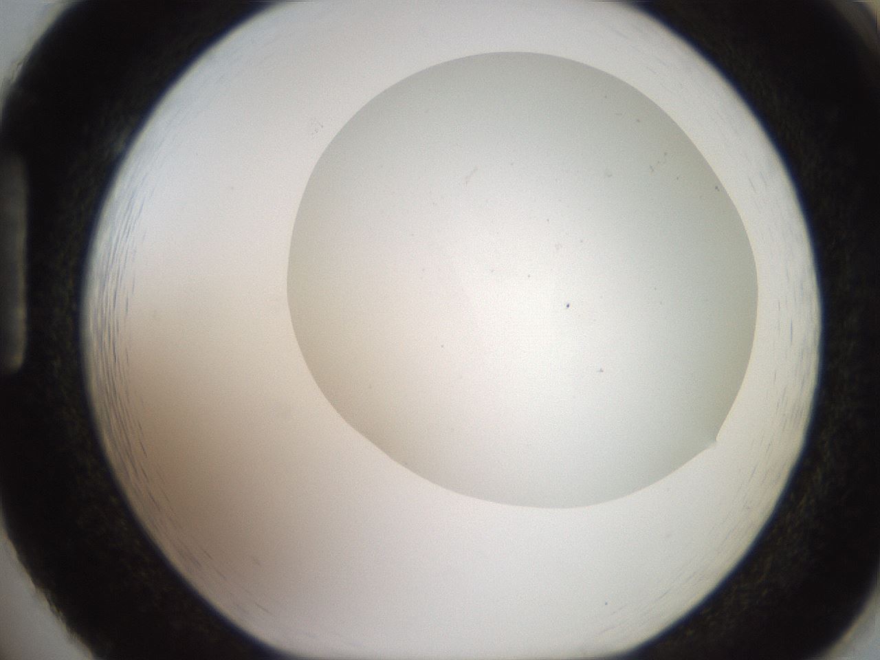 folderID563_plateID2563_batchID13021_wellNum86_profileID1_d1_r195358_ef.jpg