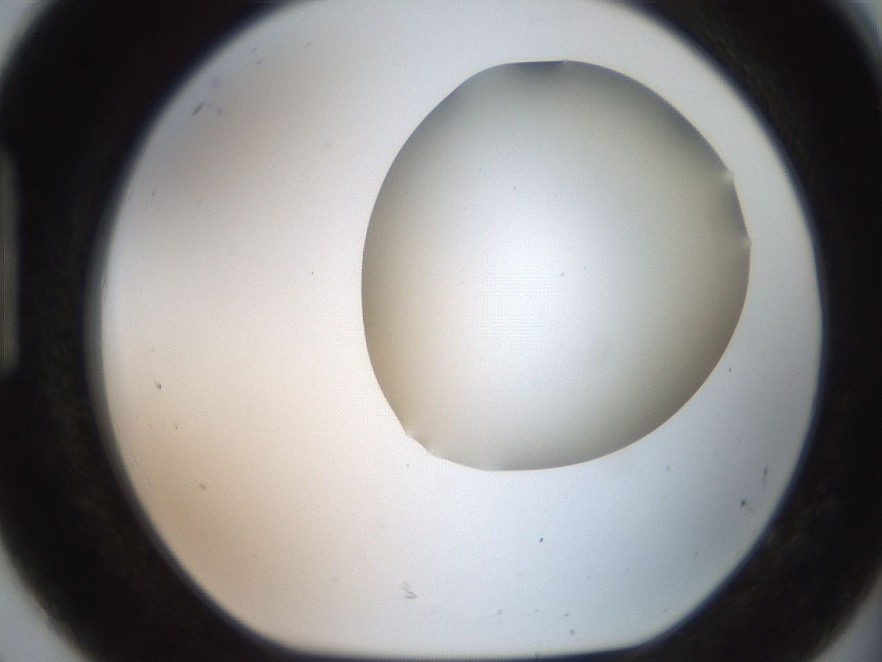 folderID563_plateID2563_batchID13021_wellNum92_profileID1_d1_r195364_ef.jpg