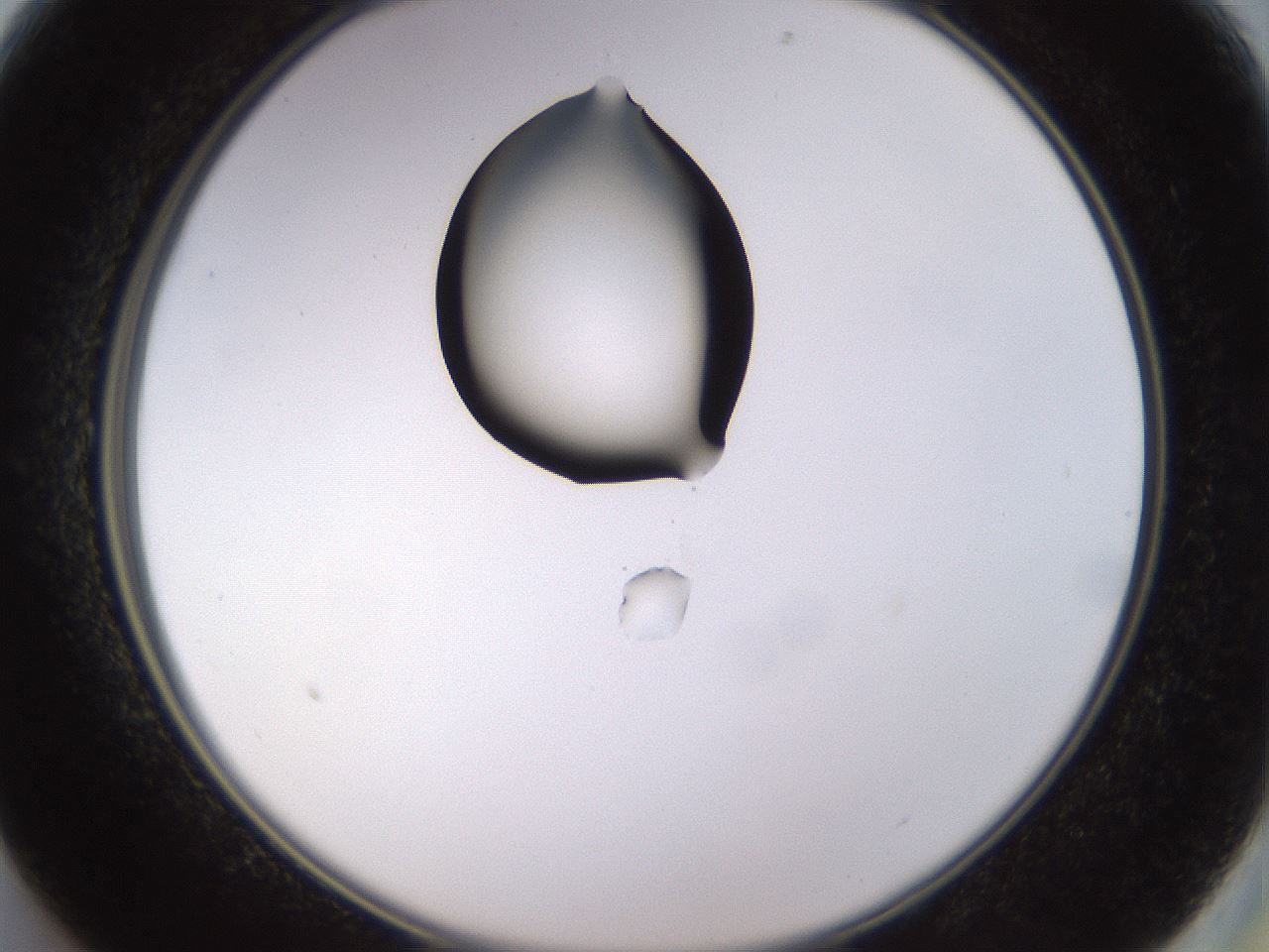 folderID564_plateID1564_batchID6311_wellNum13_profileID1_d2_r101869_ef.jpg