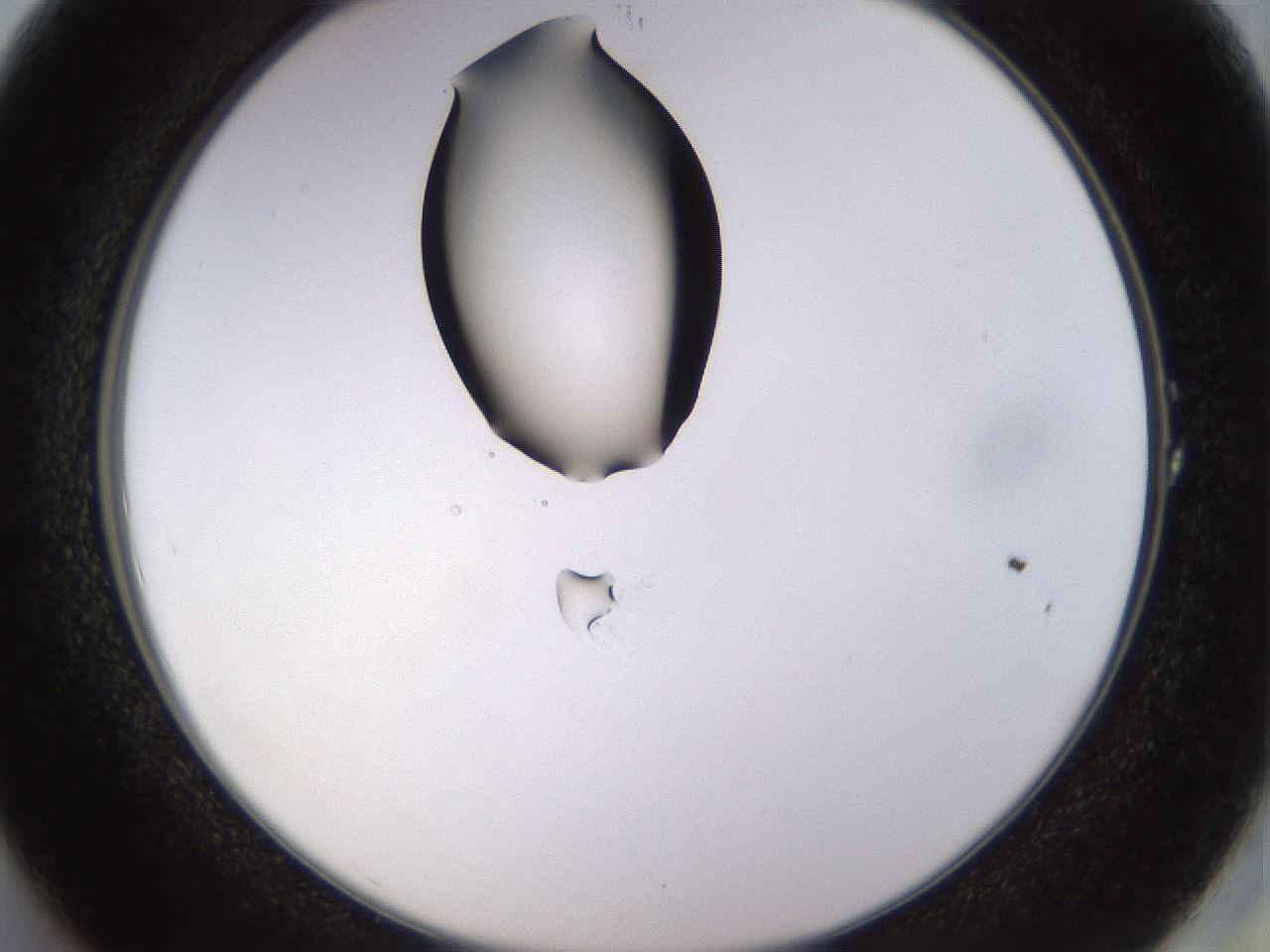 folderID564_plateID1564_batchID6311_wellNum1_profileID1_d2_r101845_ef.jpg