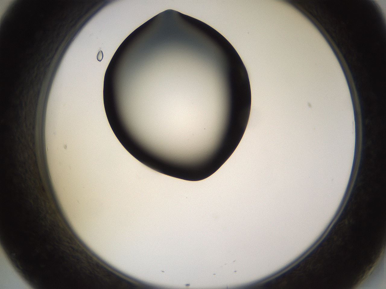 folderID564_plateID1564_batchID6311_wellNum20_profileID1_d2_r101883_ef.jpg