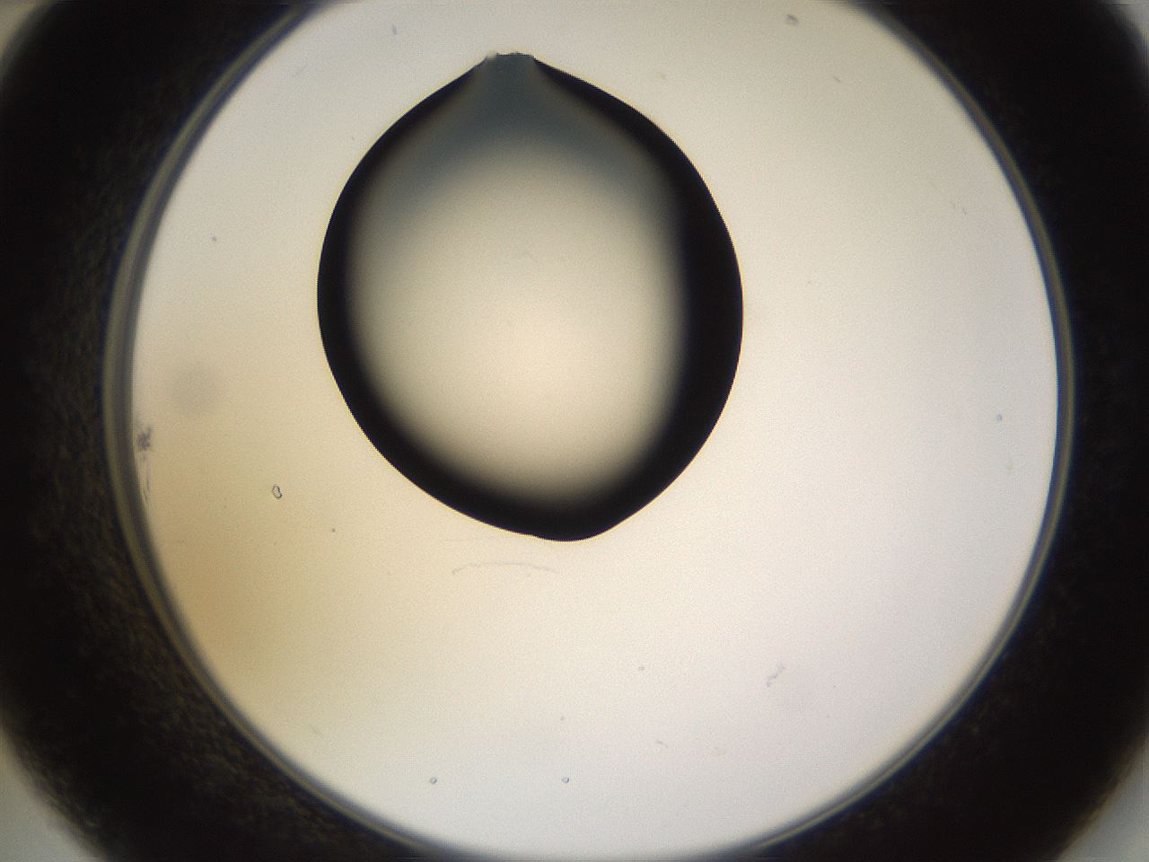 folderID564_plateID1564_batchID6311_wellNum22_profileID1_d2_r101887_ef.jpg