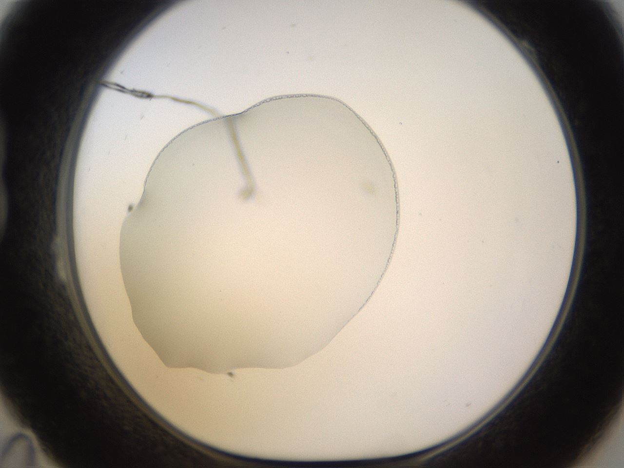 folderID564_plateID1564_batchID6311_wellNum23_profileID1_d1_r101888_ef.jpg