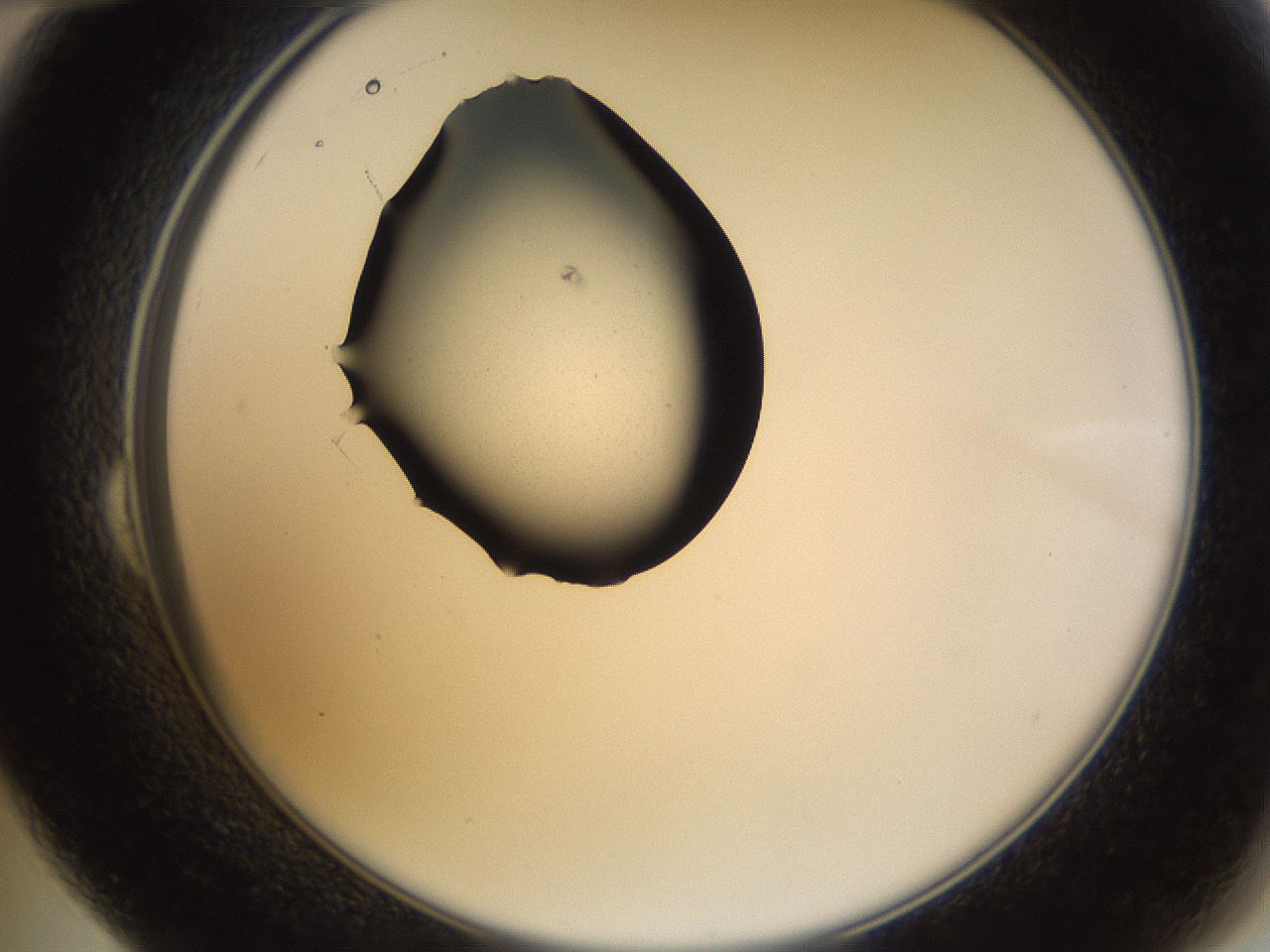 folderID564_plateID1564_batchID6311_wellNum24_profileID1_d2_r101891_ef.jpg