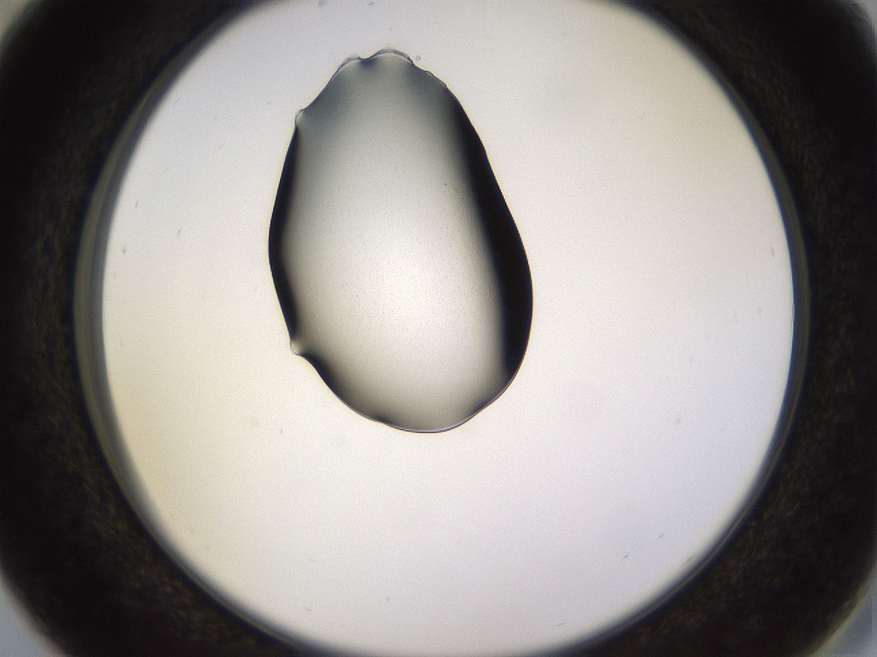 folderID564_plateID1564_batchID6311_wellNum29_profileID1_d2_r101901_ef.jpg