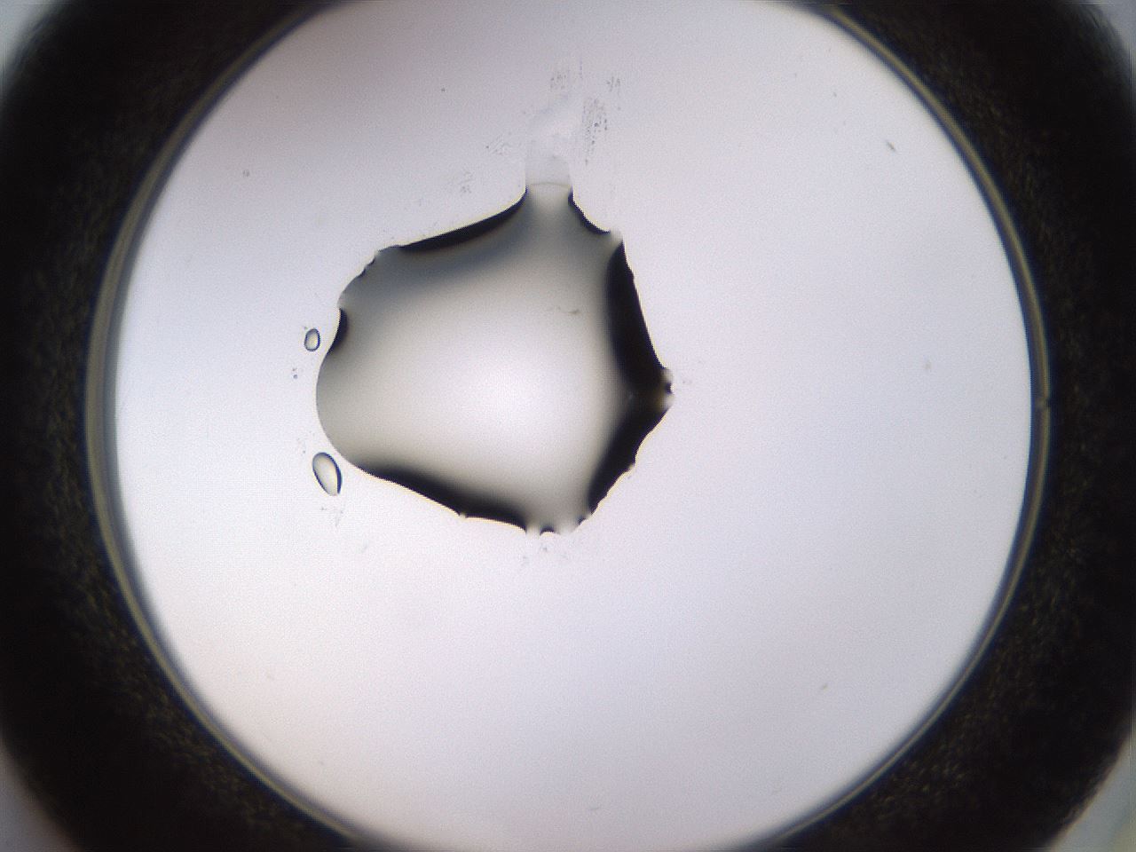 folderID564_plateID1564_batchID6311_wellNum37_profileID1_d2_r101917_ef.jpg