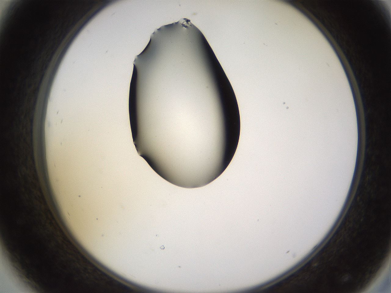 folderID564_plateID1564_batchID6311_wellNum44_profileID1_d2_r101931_ef.jpg