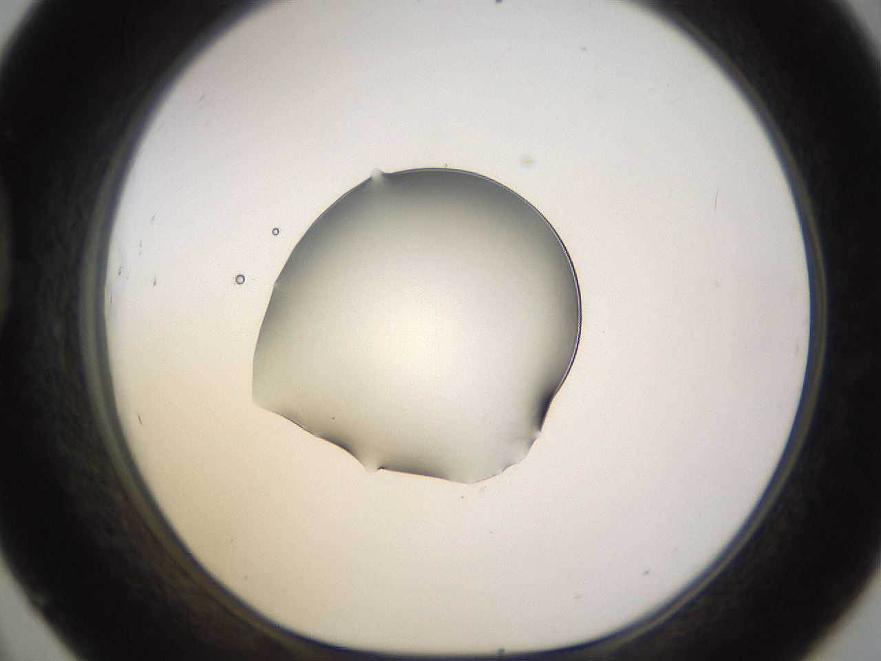 folderID564_plateID1564_batchID6311_wellNum45_profileID1_d1_r101932_ef.jpg