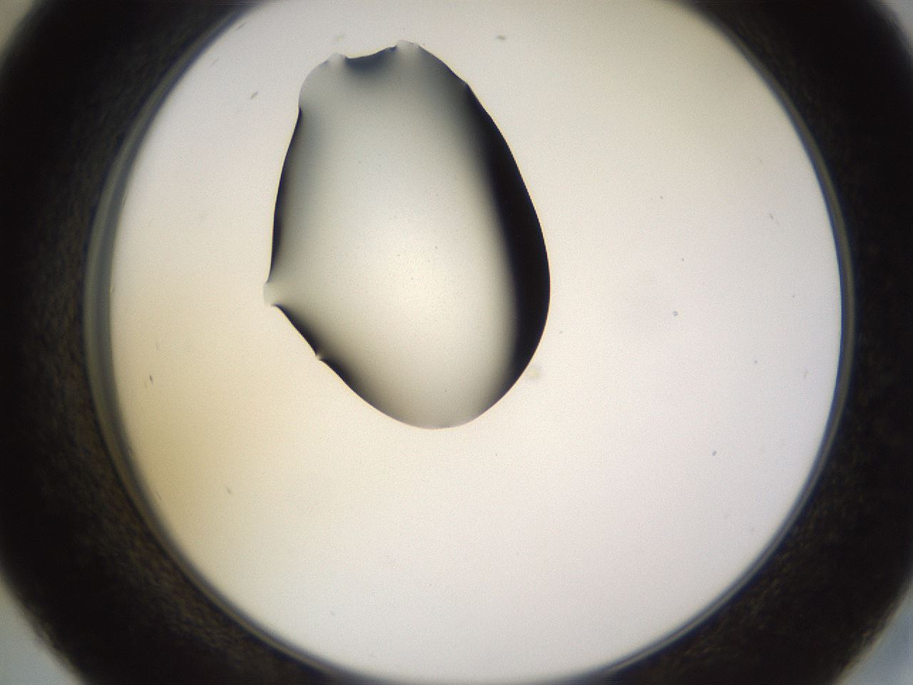 folderID564_plateID1564_batchID6311_wellNum45_profileID1_d2_r101933_ef.jpg