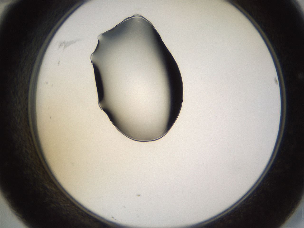 folderID564_plateID1564_batchID6311_wellNum46_profileID1_d2_r101935_ef.jpg