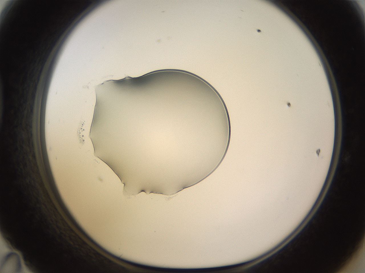 folderID564_plateID1564_batchID6311_wellNum47_profileID1_d1_r101936_ef.jpg