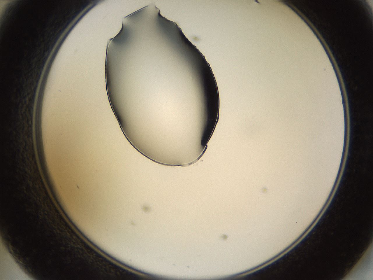 folderID564_plateID1564_batchID6311_wellNum47_profileID1_d2_r101937_ef.jpg