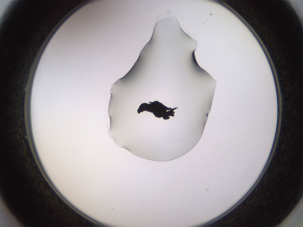 folderID564_plateID1564_batchID6311_wellNum49_profileID1_d2_r101941_ef.jpg