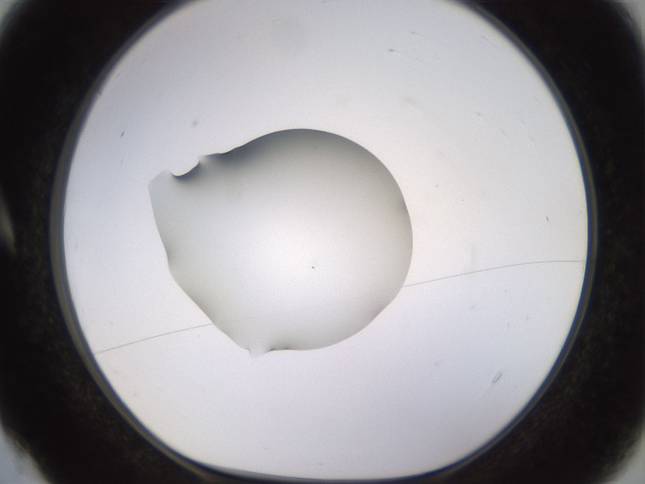 folderID564_plateID1564_batchID6311_wellNum4_profileID1_d1_r101850_ef.jpg