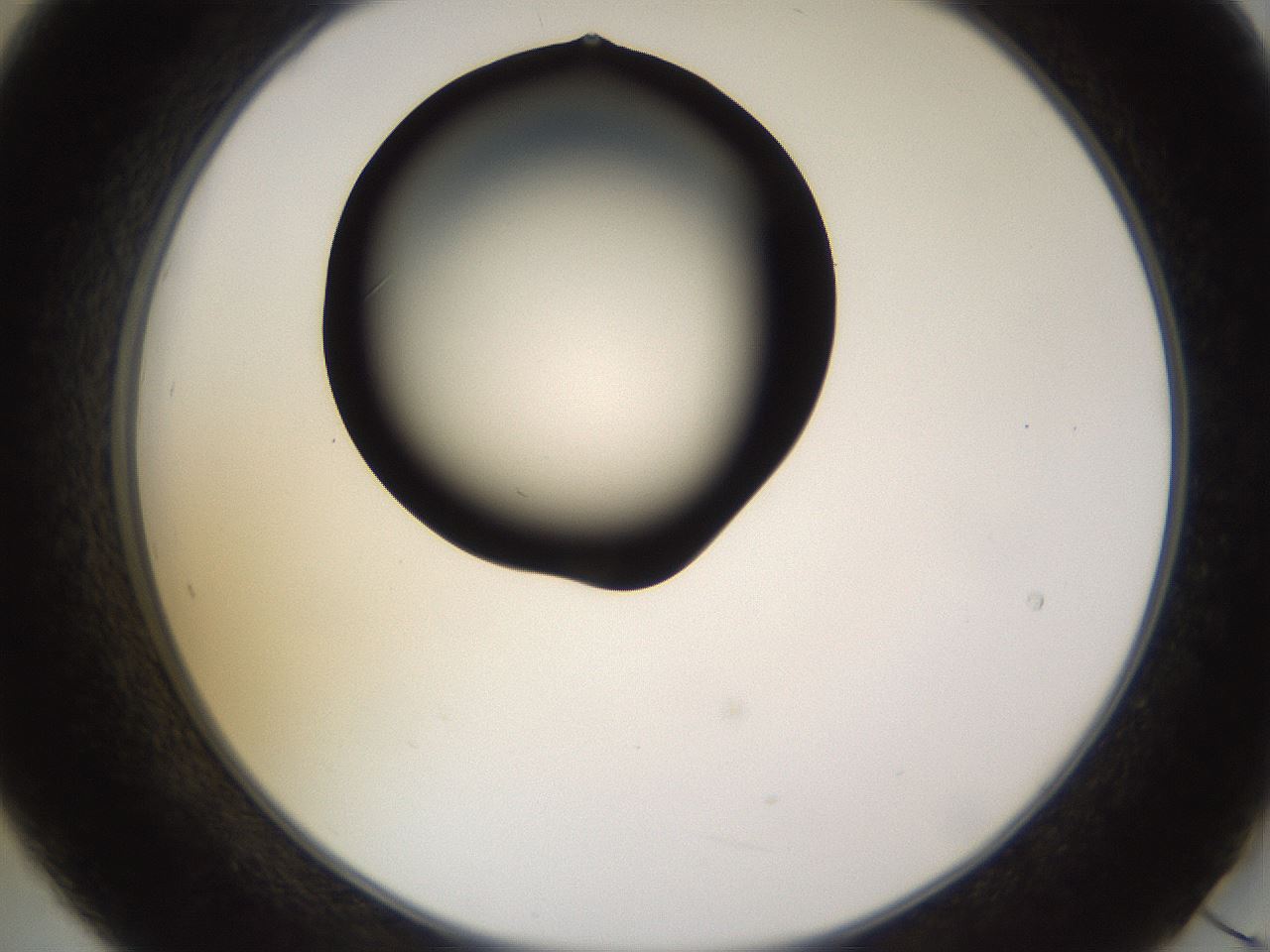 folderID564_plateID1564_batchID6311_wellNum21_profileID1_d2_r101885_ef.jpg