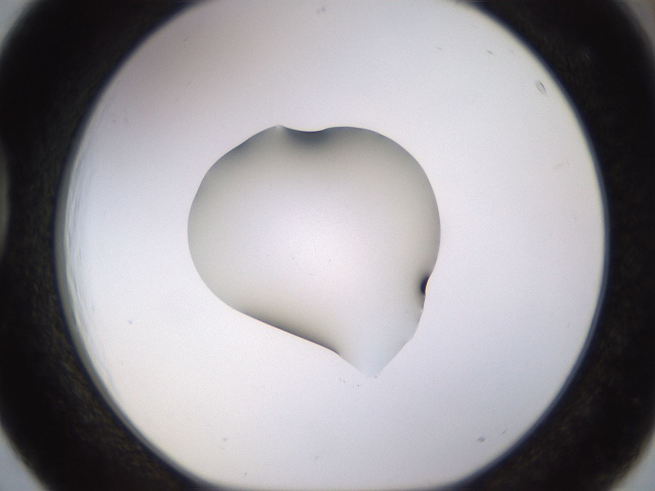 folderID564_plateID1564_batchID6311_wellNum39_profileID1_d1_r101920_ef.jpg
