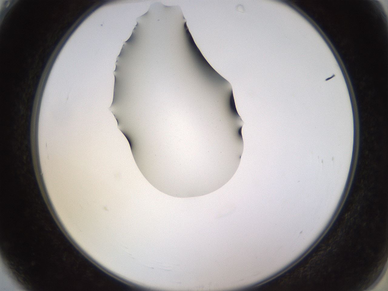 folderID564_plateID1564_batchID6311_wellNum4_profileID1_d2_r101851_ef.jpg