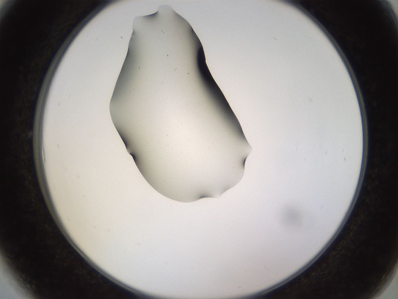 folderID564_plateID1564_batchID6311_wellNum6_profileID1_d2_r101855_ef.jpg