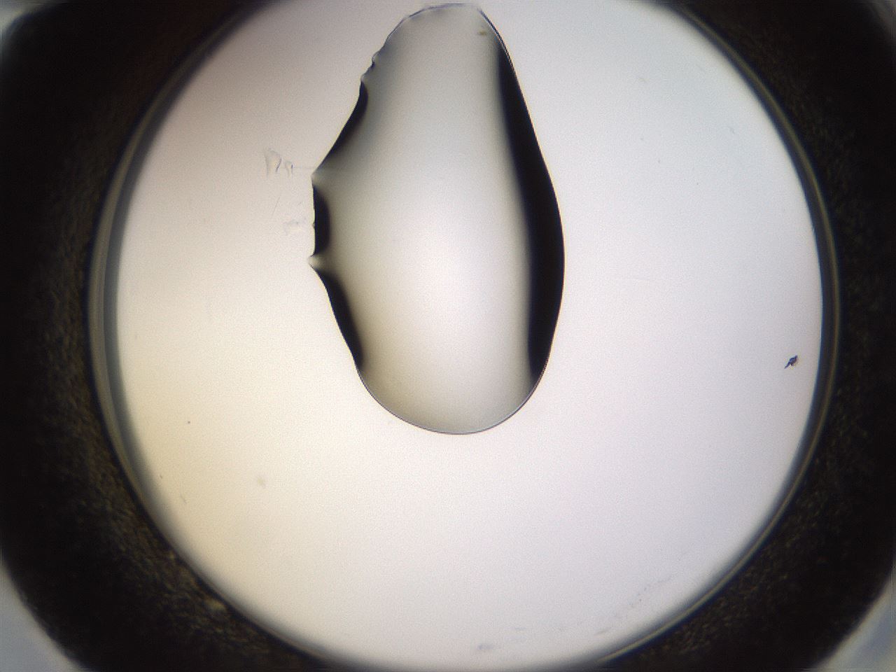 folderID564_plateID1564_batchID6311_wellNum82_profileID1_d2_r102007_ef.jpg