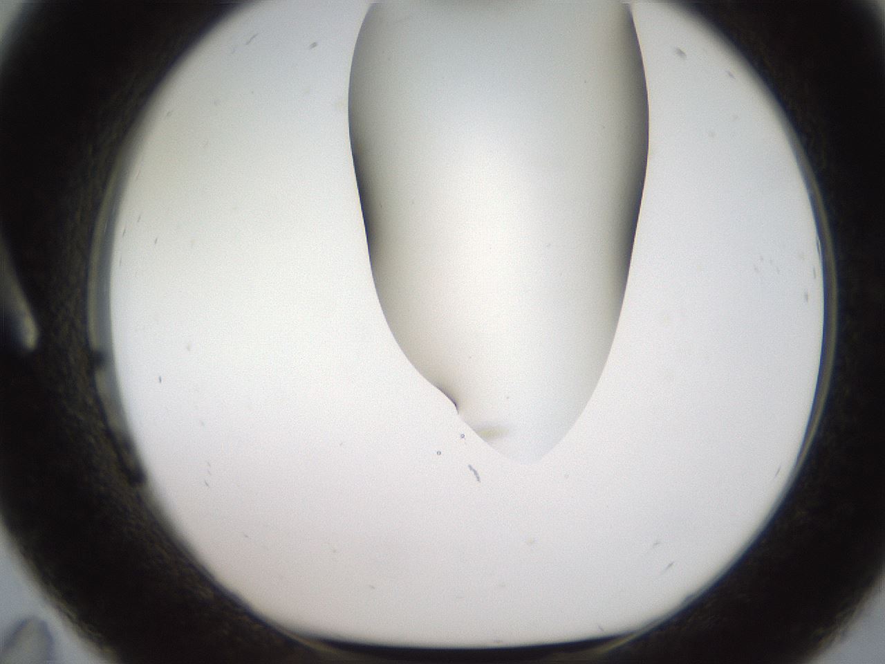 folderID564_plateID2564_batchID12853_wellNum11_profileID1_d1_r195379_ef.jpg