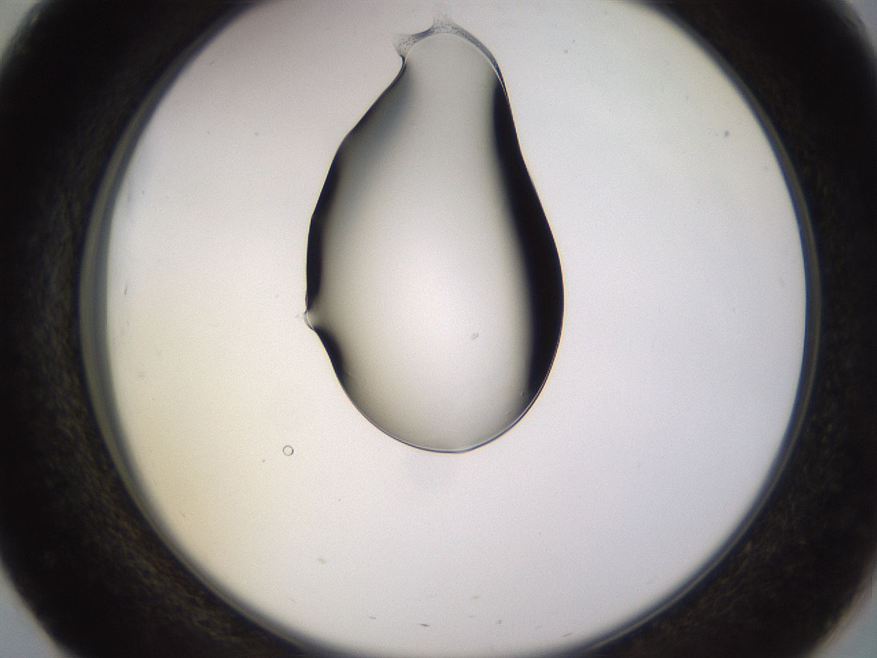 folderID564_plateID1564_batchID6311_wellNum51_profileID1_d2_r101945_ef.jpg