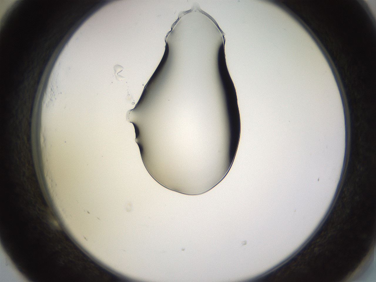 folderID564_plateID1564_batchID6311_wellNum53_profileID1_d2_r101949_ef.jpg