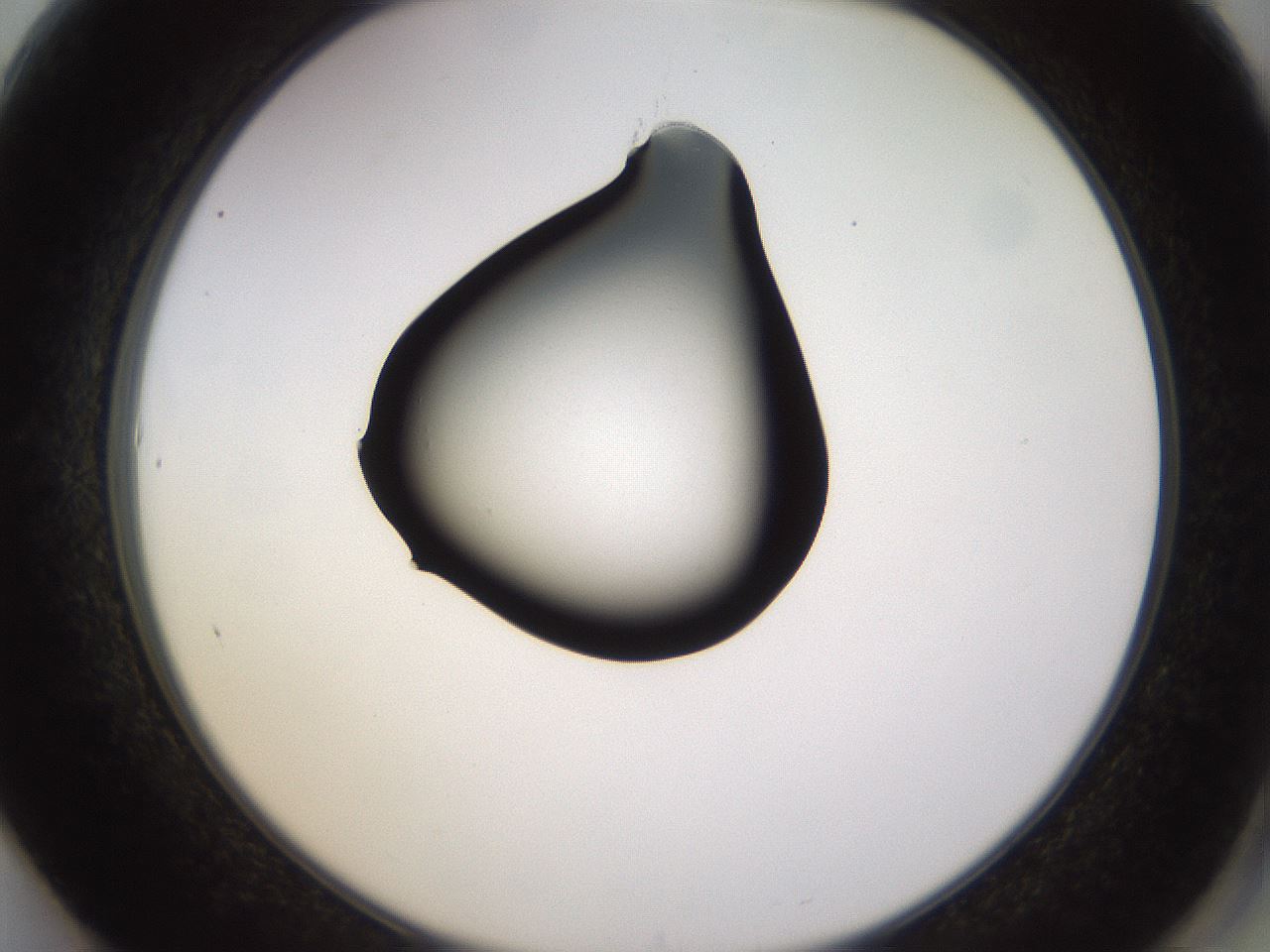 folderID564_plateID1564_batchID6311_wellNum61_profileID1_d2_r101965_ef.jpg