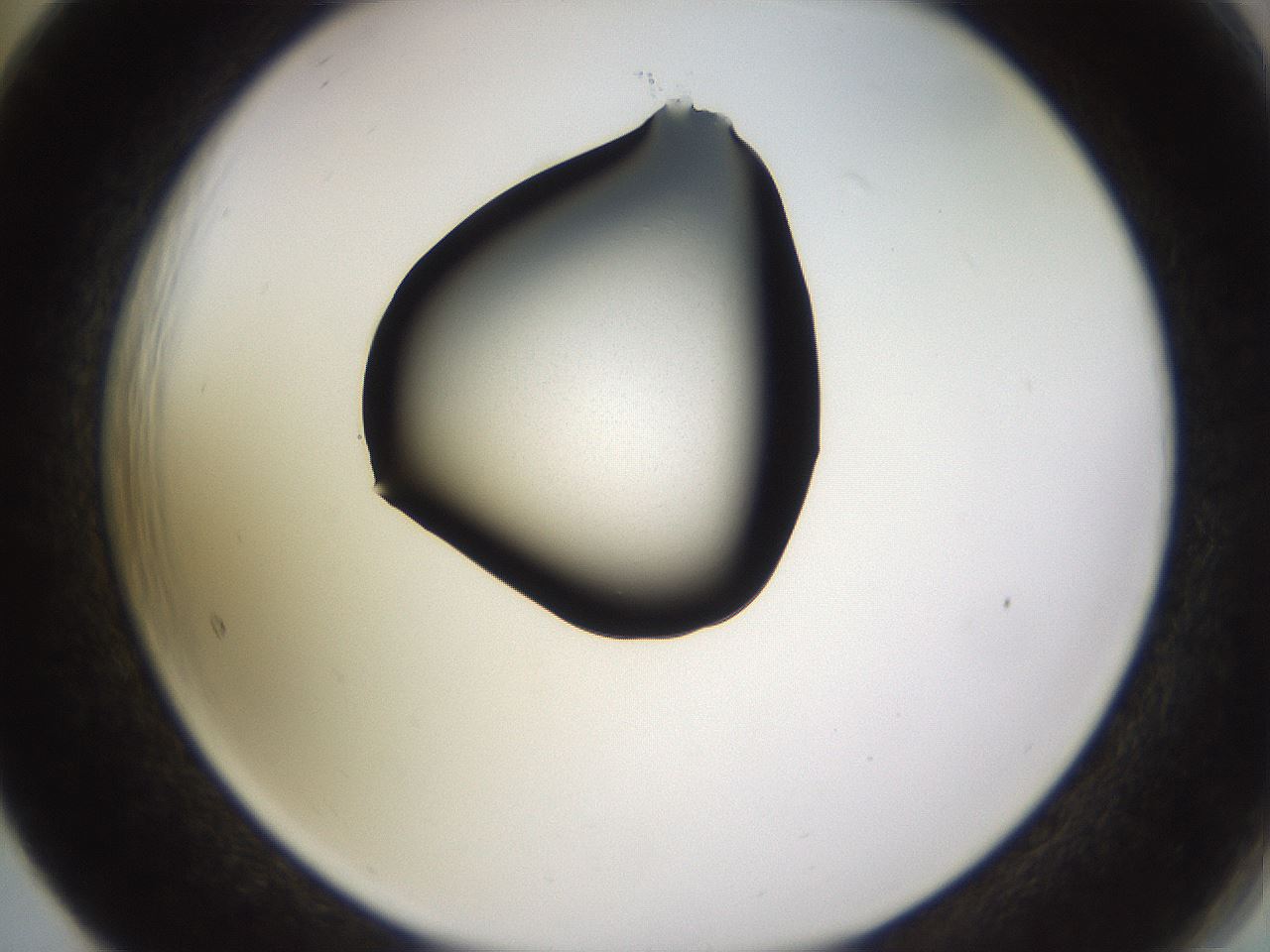 folderID564_plateID1564_batchID6311_wellNum65_profileID1_d2_r101973_ef.jpg