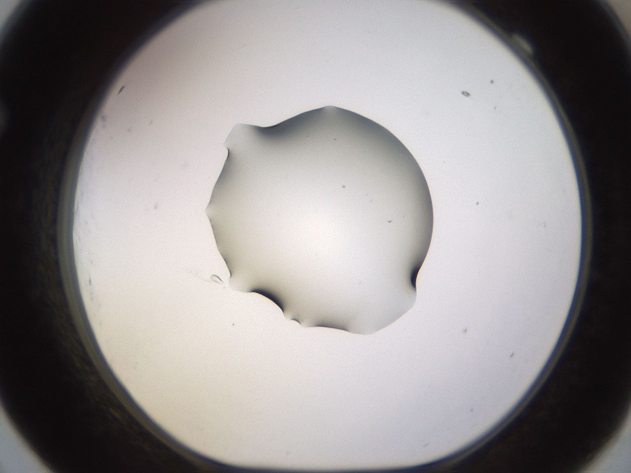 folderID564_plateID1564_batchID6311_wellNum69_profileID1_d1_r101980_ef.jpg
