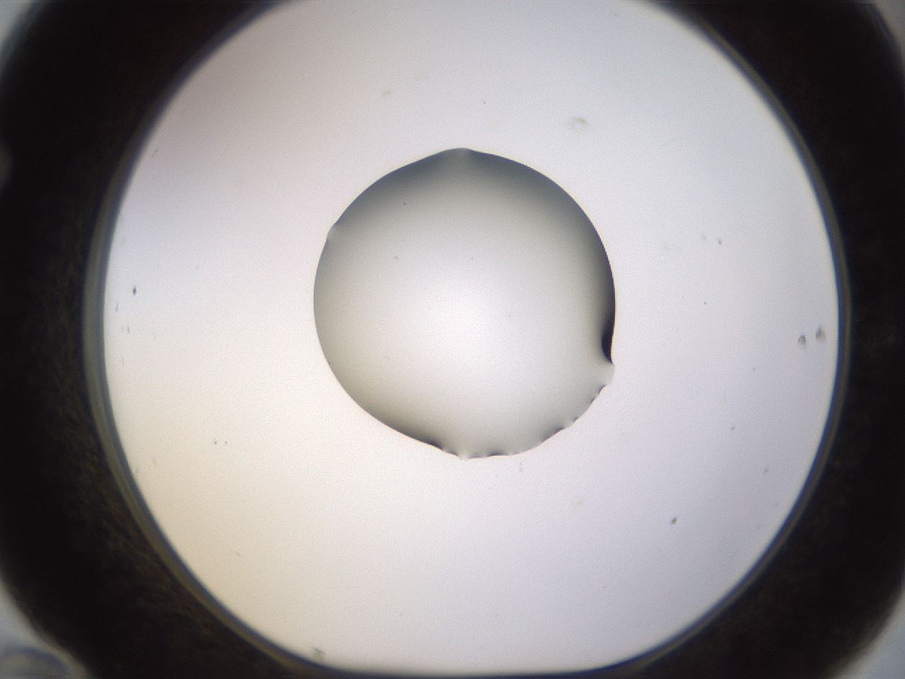 folderID564_plateID1564_batchID6311_wellNum70_profileID1_d1_r101982_ef.jpg