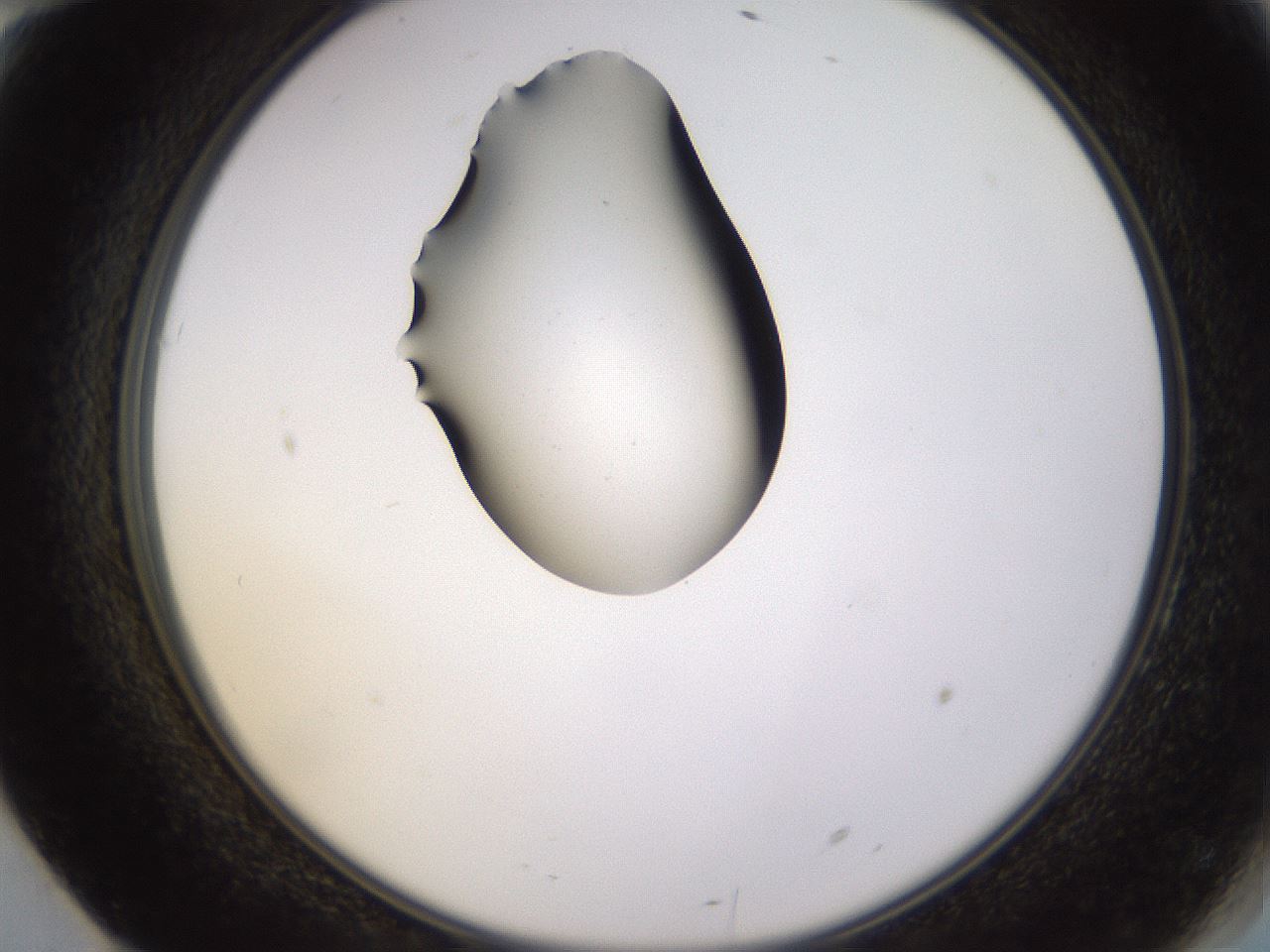 folderID564_plateID1564_batchID6311_wellNum70_profileID1_d2_r101983_ef.jpg