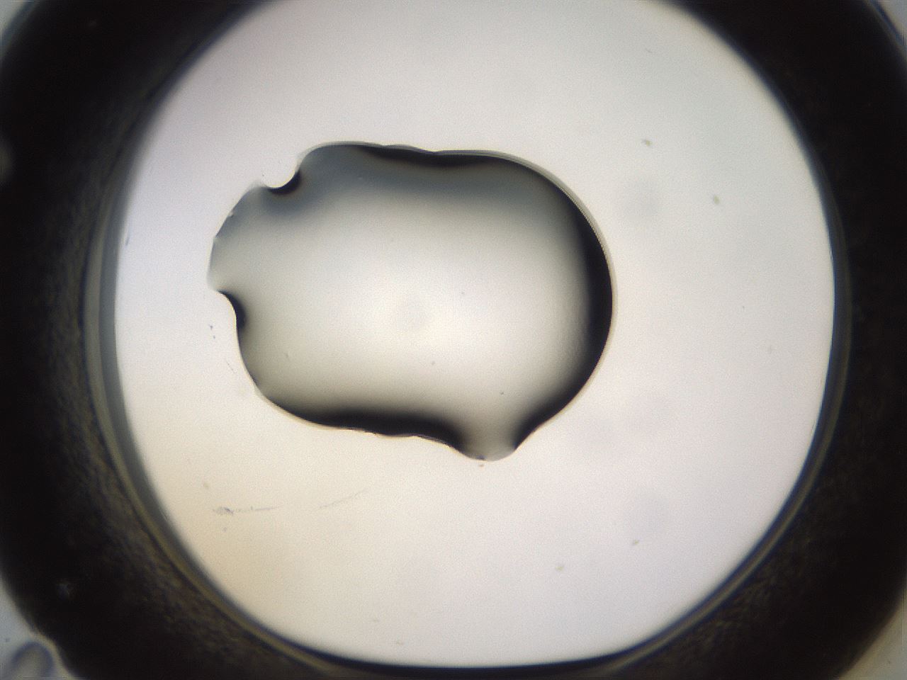 folderID564_plateID1564_batchID6311_wellNum71_profileID1_d1_r101984_ef.jpg