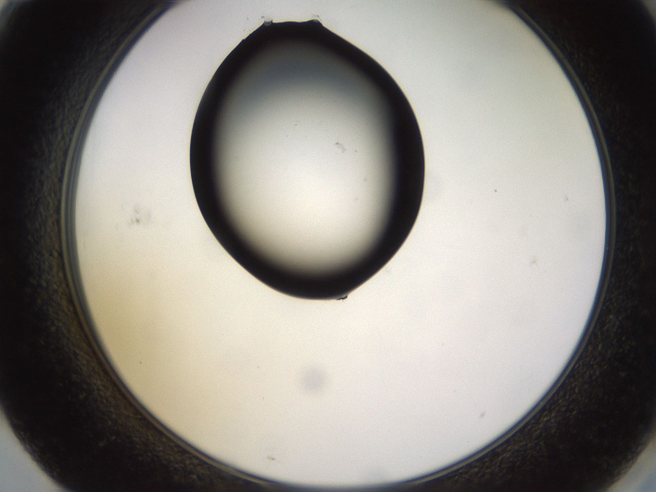 folderID564_plateID1564_batchID6311_wellNum71_profileID1_d2_r101985_ef.jpg