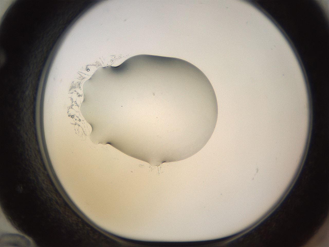 folderID564_plateID1564_batchID6311_wellNum72_profileID1_d1_r101986_ef.jpg