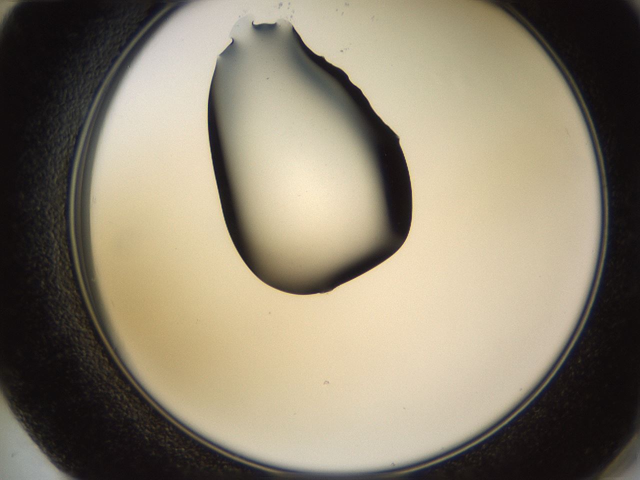 folderID564_plateID1564_batchID6311_wellNum72_profileID1_d2_r101987_ef.jpg