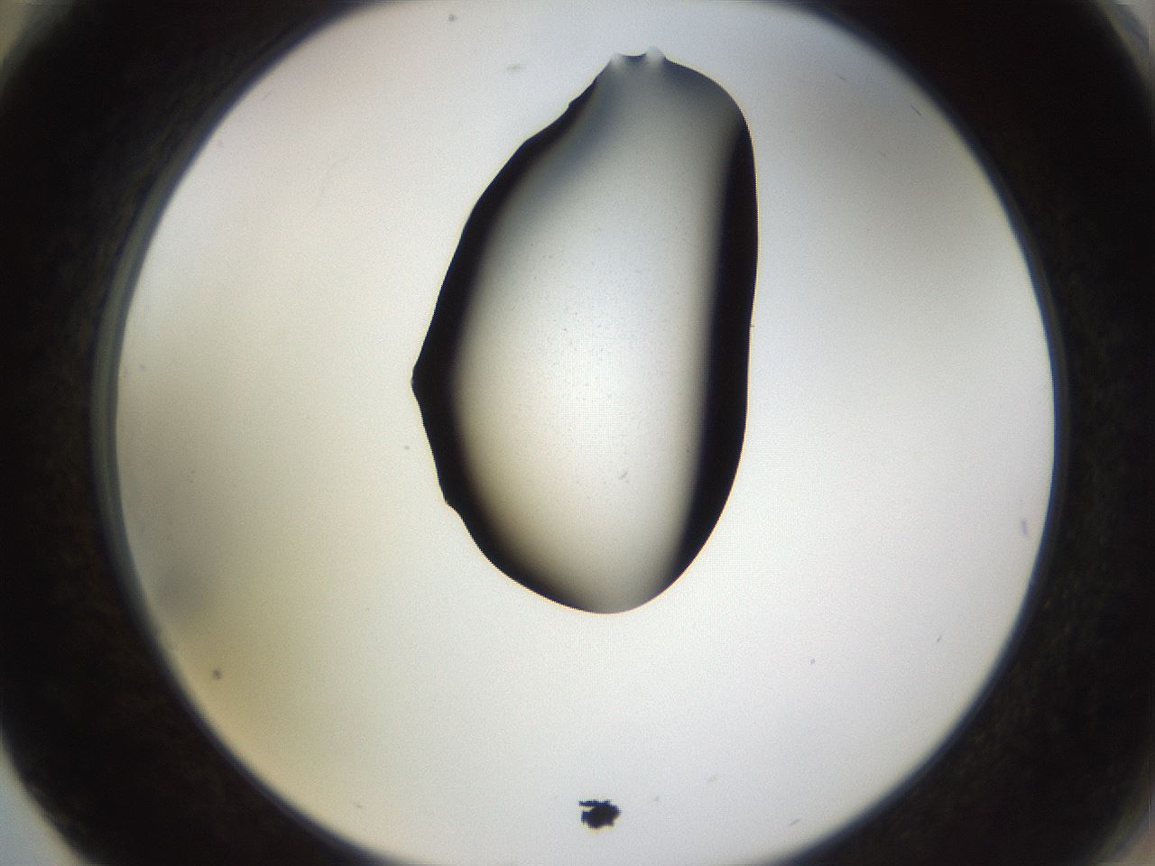 folderID564_plateID1564_batchID6311_wellNum76_profileID1_d2_r101995_ef.jpg