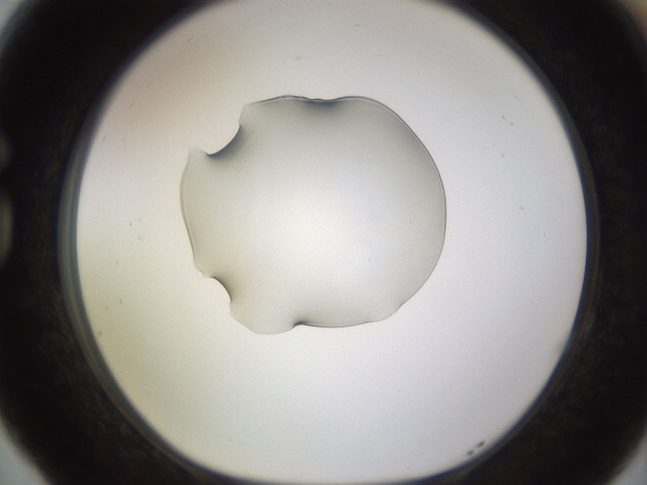 folderID564_plateID1564_batchID6311_wellNum77_profileID1_d1_r101996_ef.jpg