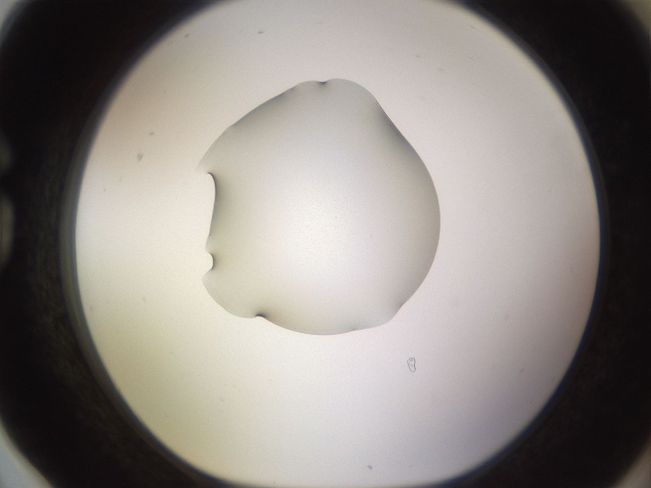folderID564_plateID1564_batchID6311_wellNum78_profileID1_d1_r101998_ef.jpg