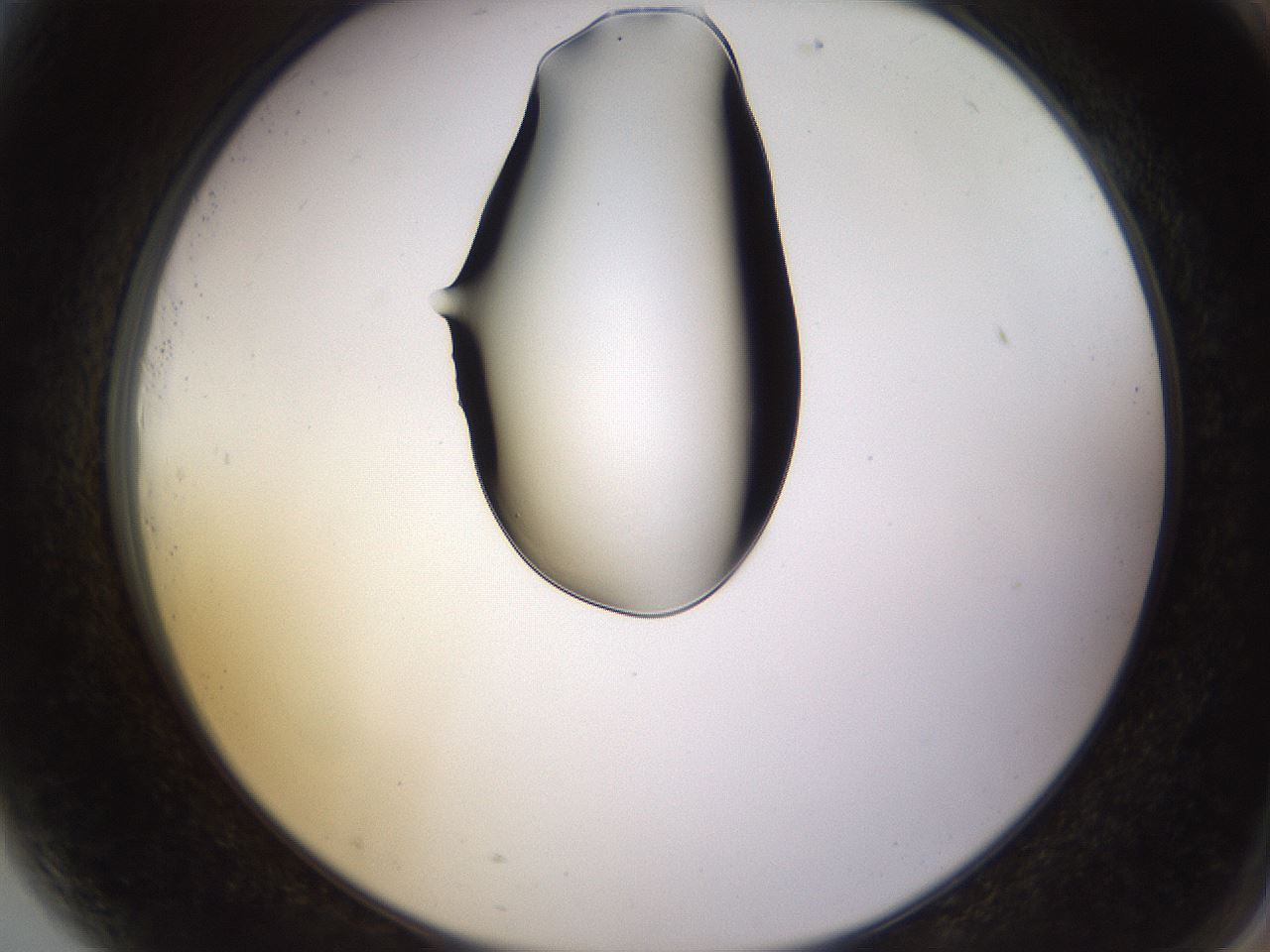 folderID564_plateID1564_batchID6311_wellNum81_profileID1_d2_r102005_ef.jpg