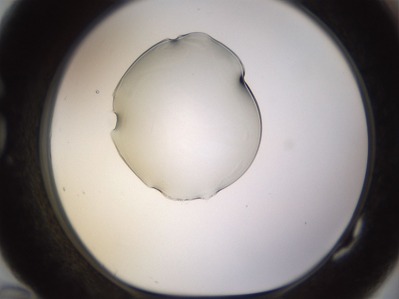 folderID564_plateID1564_batchID6311_wellNum82_profileID1_d1_r102006_ef.jpg