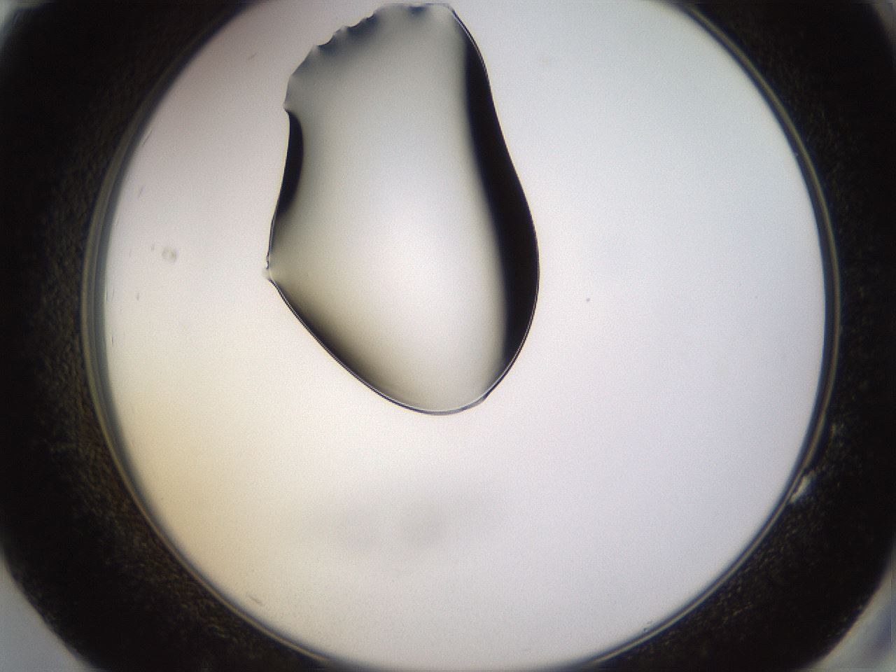 folderID564_plateID1564_batchID6311_wellNum83_profileID1_d2_r102009_ef.jpg